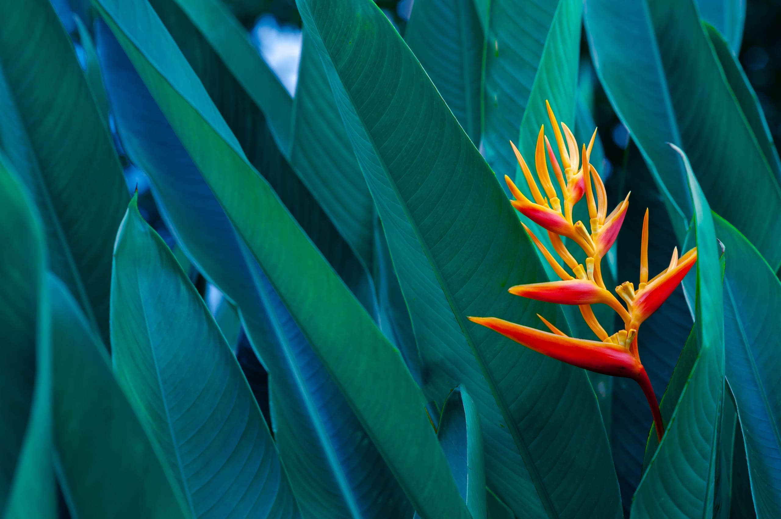 tropical leaves colorful flower on dark tropical foliage nature background dark green foliage nature tropical leaves colorful flower on dark tropical foliage nature background dark green foliage nature